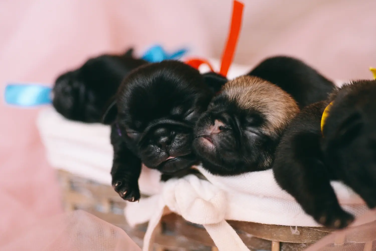 Buying a pug puppy means taking responsibility! Buy pug puppies.