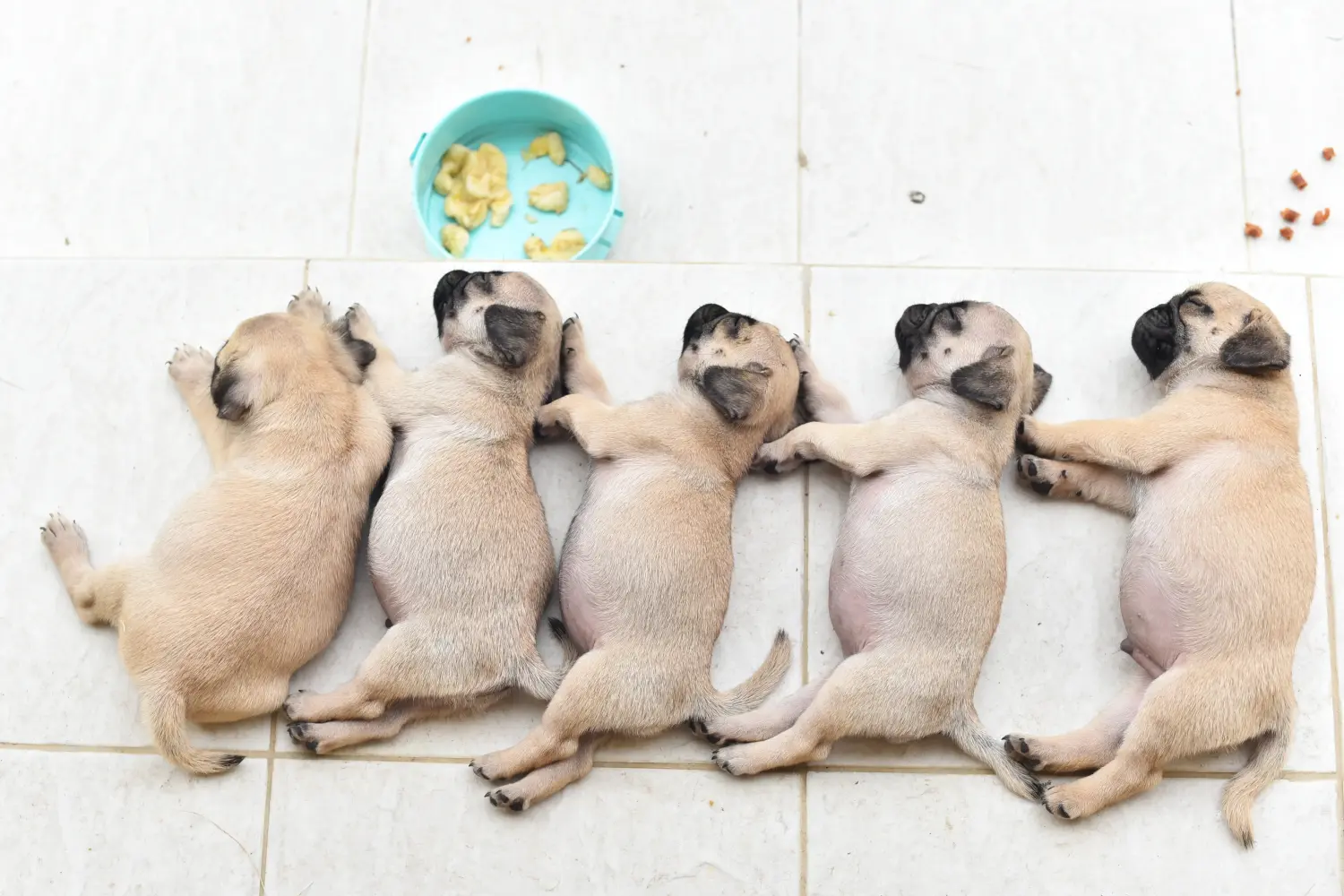Buying a pug puppy means taking responsibility! Buy pug puppies.