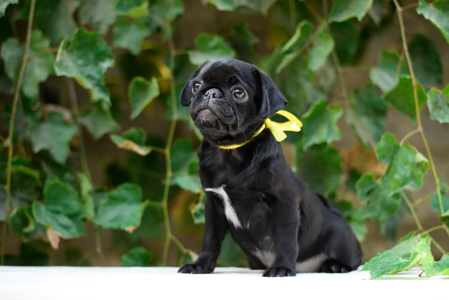 Buying a pug puppy means taking responsibility! Buy pug puppies.