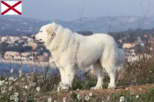 Read more about the article Pyrenean Mountain Dog Breeder and Puppies in Alabama