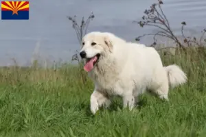 Read more about the article Pyrenean Mountain Dog Breeders and Puppies in Arizona