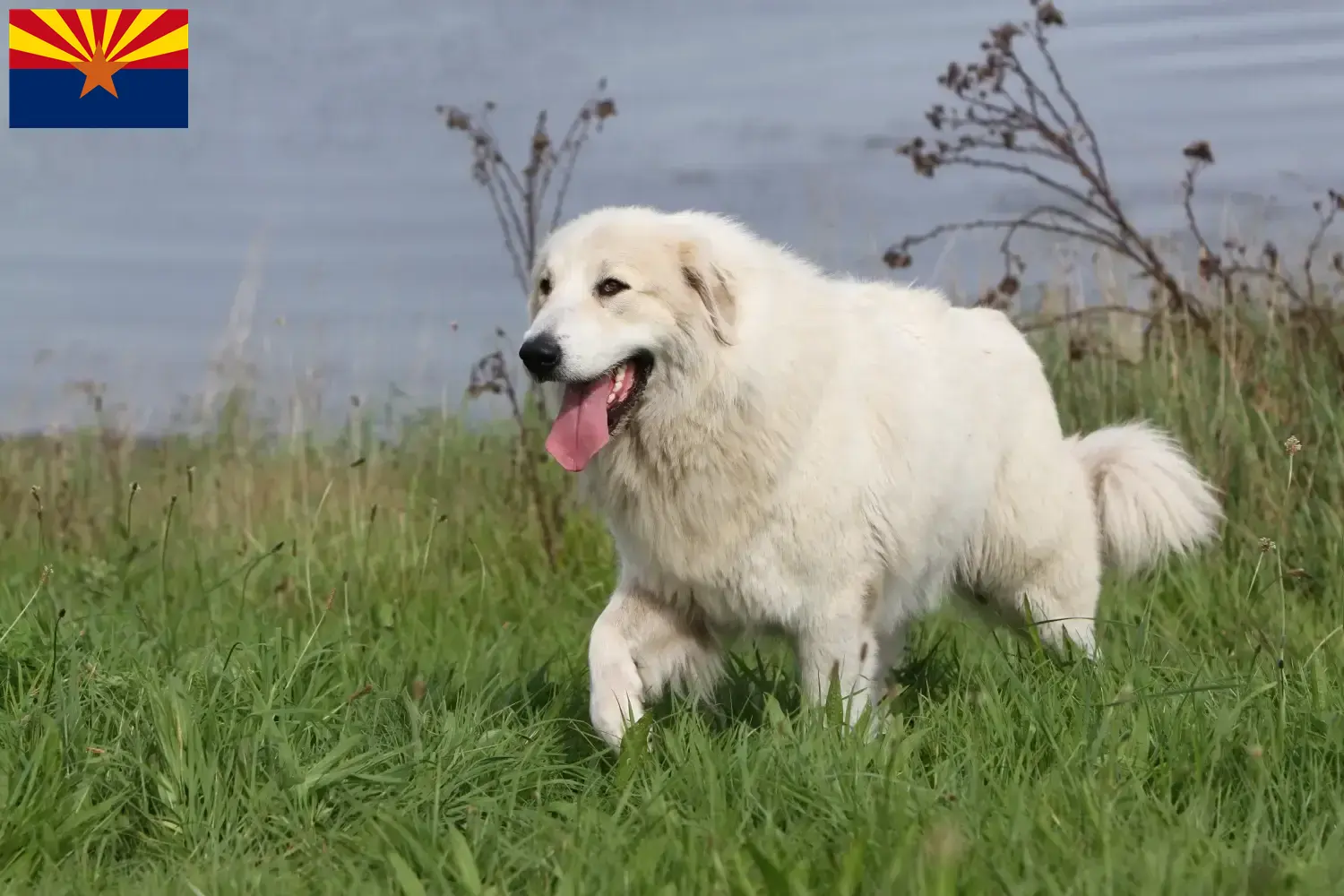 Pyrenean Mountain Dog Puppies and Breeder Arizona Find Pyrenean Mountain Dog breeders in Arizona.
