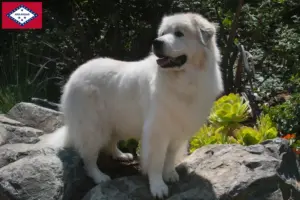 Read more about the article Pyrenean Mountain Dog Breeders and Puppies in Arkansas