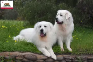 Read more about the article Pyrenean Mountain Dog Breeders and Puppies in California