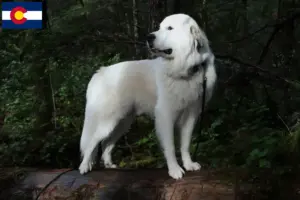 Read more about the article Pyrenean Mountain Dog Breeders and Puppies in Colorado