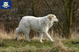 Read more about the article Pyrenean Mountain Dog Breeders and Puppies in Connecticut