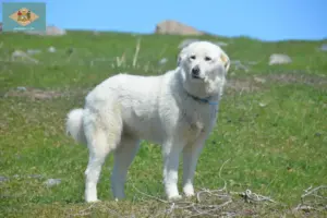 Read more about the article Pyrenean Mountain Dog Breeder and Puppies in Delaware