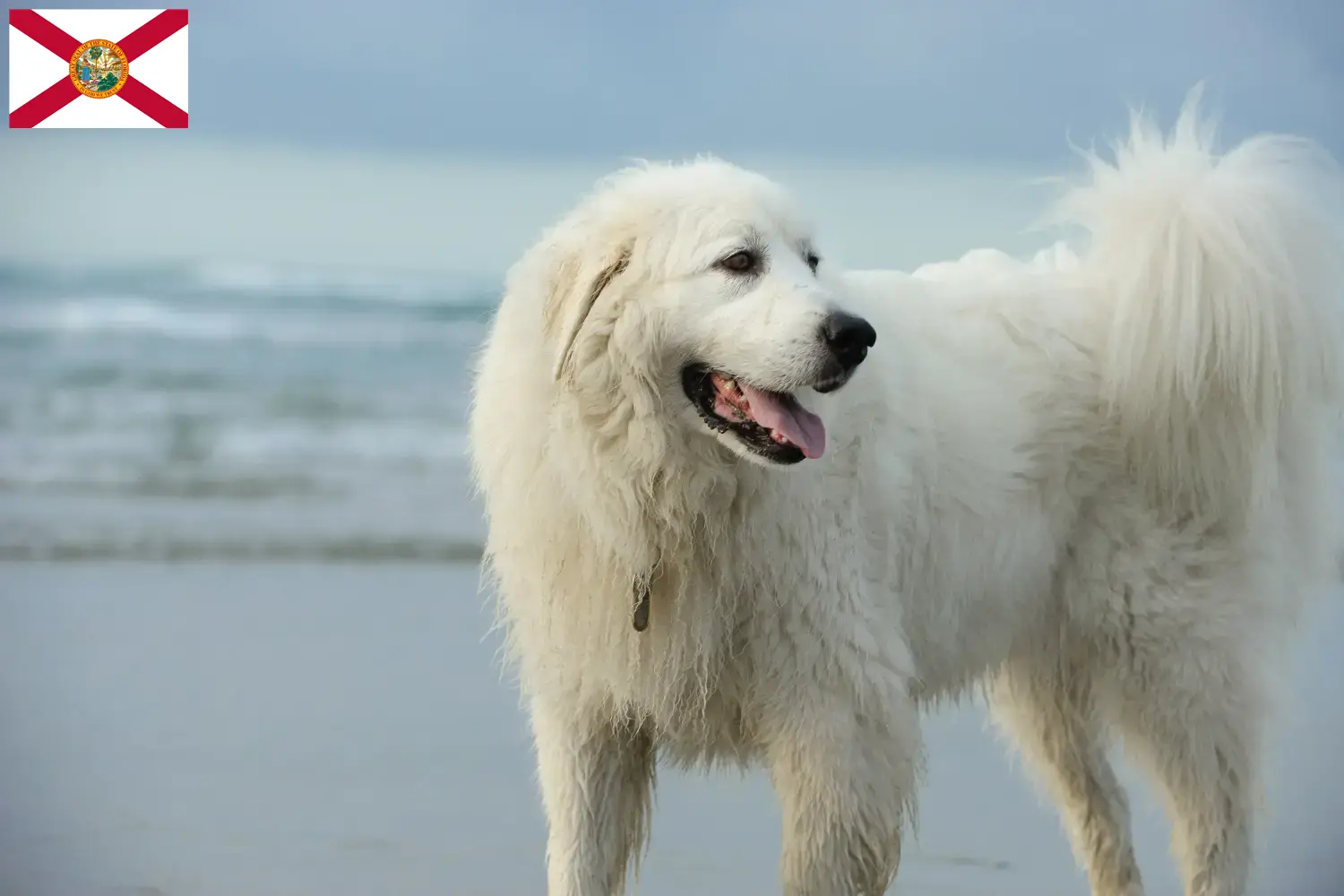 Read more about the article Pyrenean Mountain Dog Breeder and Puppies in Florida