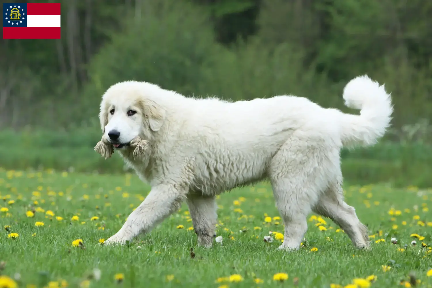 Read more about the article Pyrenean Mountain Dog Breeders and Puppies in Georgia