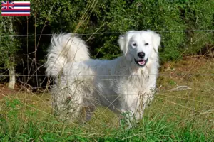 Read more about the article Pyrenean Mountain Dog Breeder and Puppies in Hawaii
