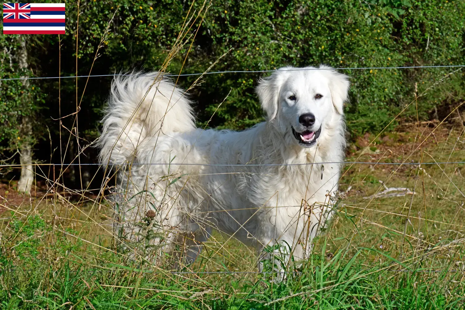 Read more about the article Pyrenean Mountain Dog Breeder and Puppies in Hawaii