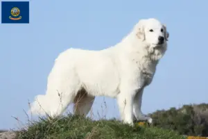 Read more about the article Pyrenean Mountain Dog Breeders and Puppies in Idaho
