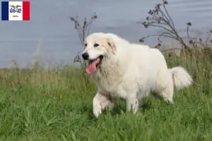 Read more about the article Pyrenean Mountain Dog Breeders and Puppies in Iowa