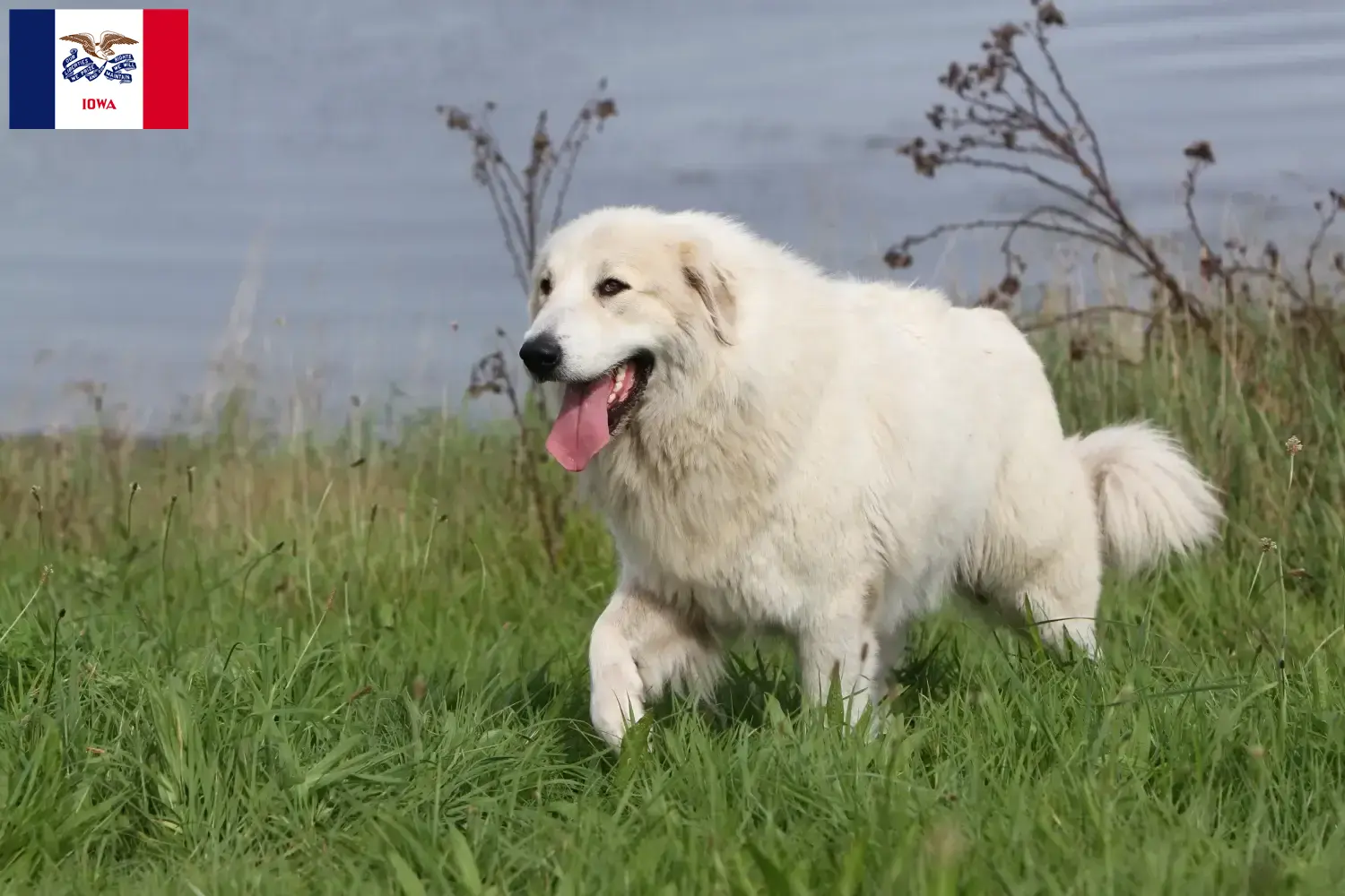 Read more about the article Pyrenean Mountain Dog Breeders and Puppies in Iowa