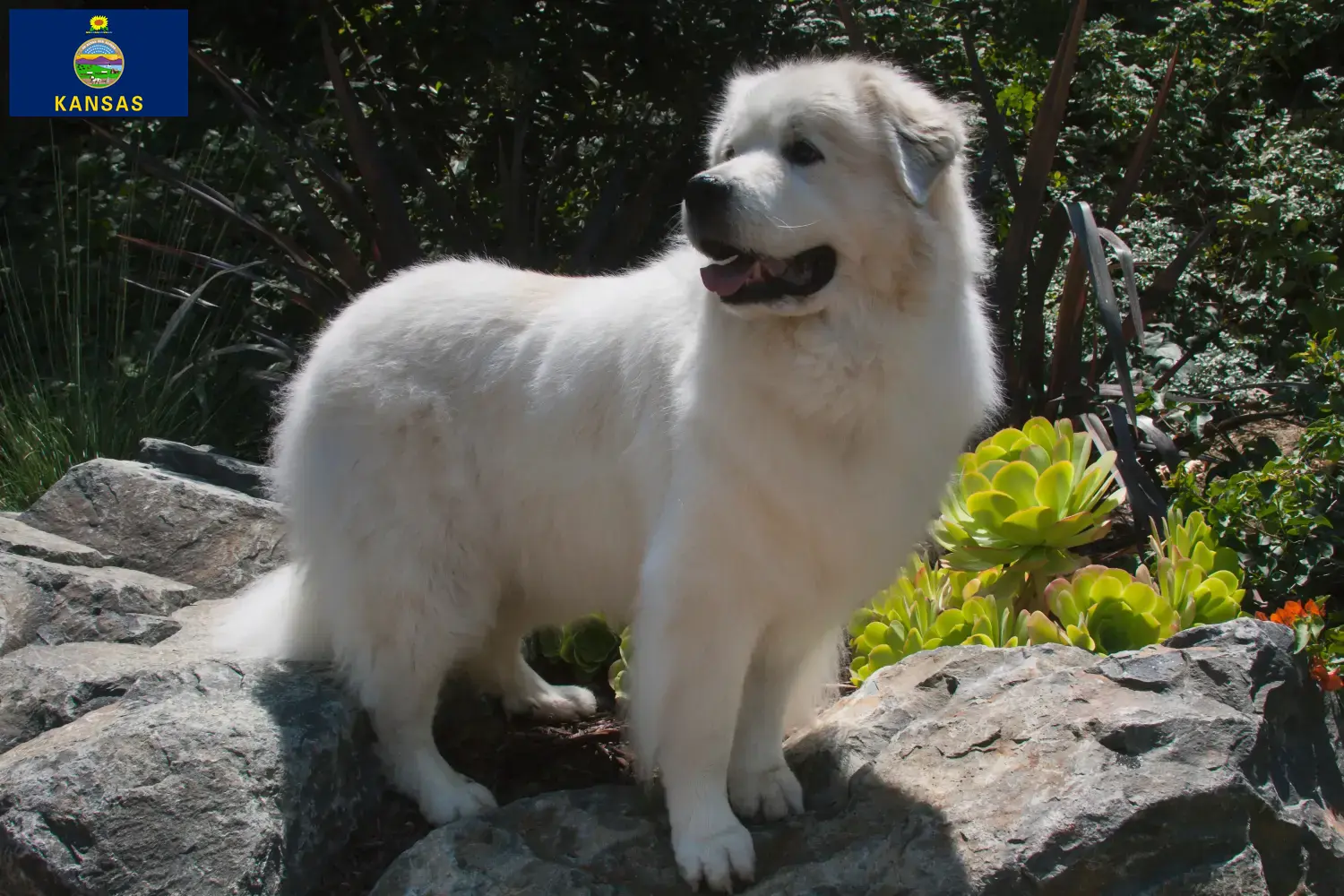 Read more about the article Pyrenean Mountain Dog Breeder and Puppies in Kansas