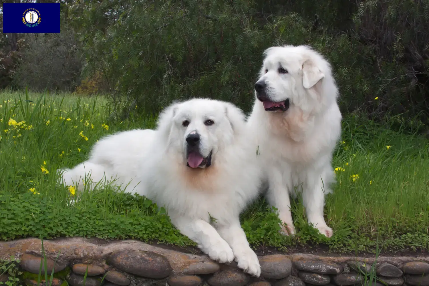 Read more about the article Pyrenean Mountain Dog Breeders and Puppies in Kentucky