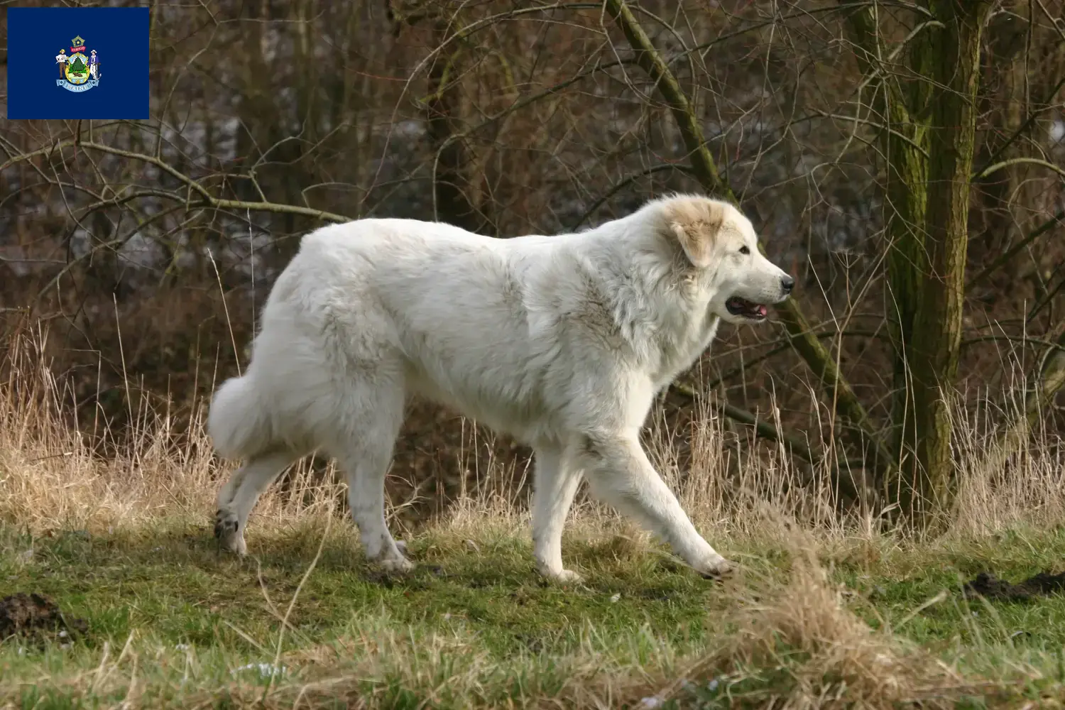 Pyrenean Mountain Dog puppies and breeders Maine Find Pyrenean Mountain Dog breeders in Maine.