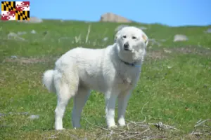 Read more about the article Pyrenean Mountain Dog Breeder and Puppies in Maryland