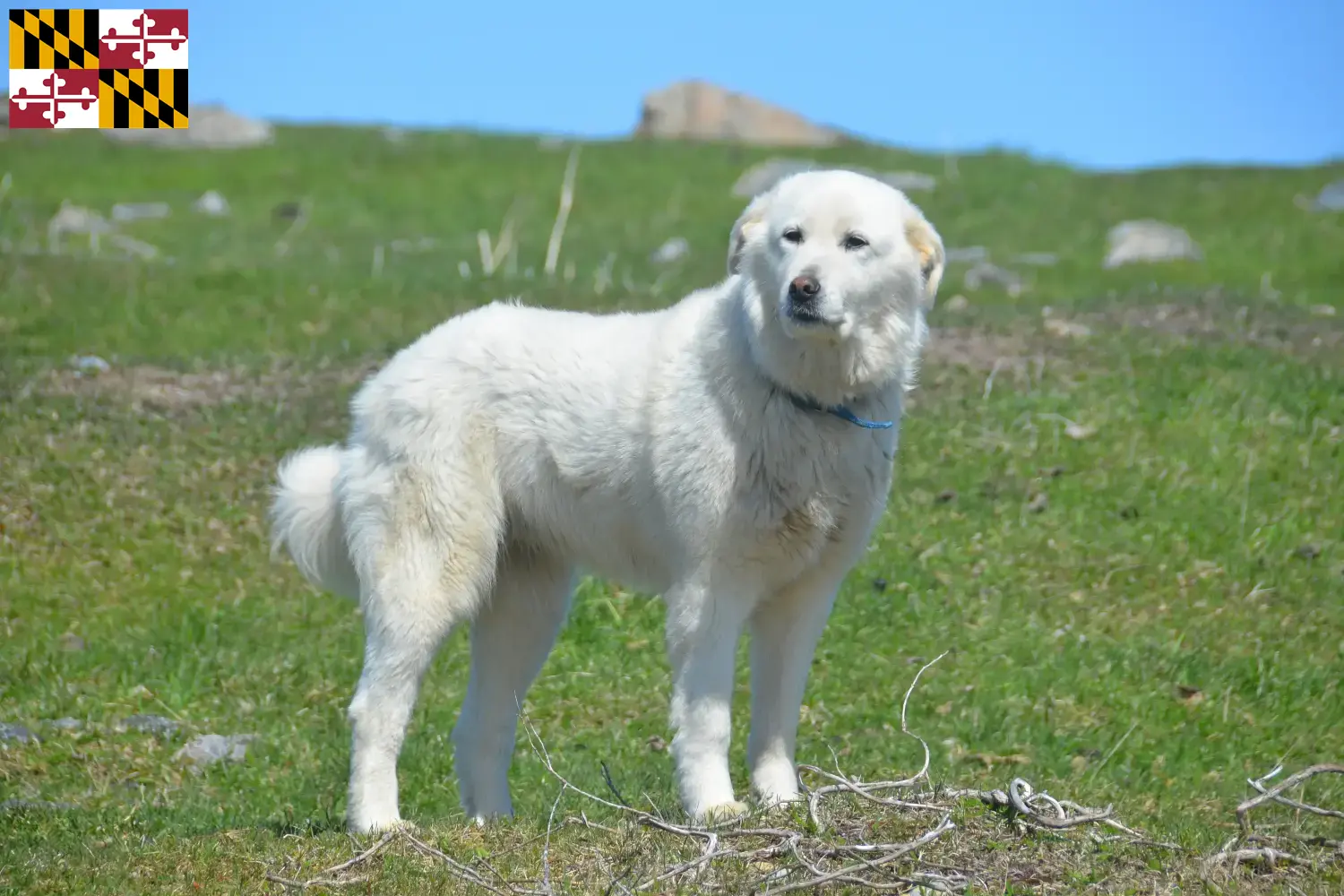 Pyrenean Mountain Dog Puppies and Breeder Maryland Find Pyrenean Mountain Dog breeders in Maryland.