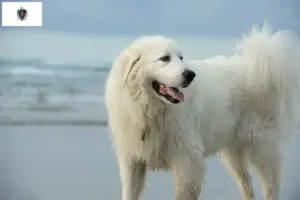 Read more about the article Pyrenean Mountain Dog Breeders and Puppies in Massachusetts