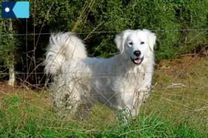 Read more about the article Pyrenean Mountain Dog Breeders and Puppies in Minnesota