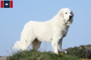 Read more about the article Pyrenean Mountain Dog Breeders and Puppies in Mississippi