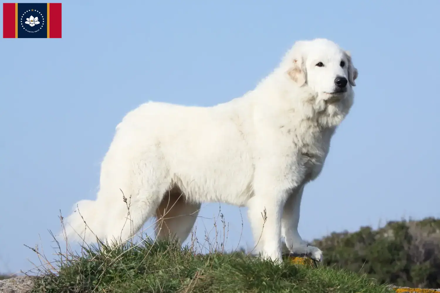Pyrenean Mountain Dog puppies and breeders Mississippi Find Pyrenean Mountain Dog breeders in Mississippi.