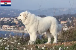 Read more about the article Pyrenean Mountain Dog Breeders and Puppies in Missouri