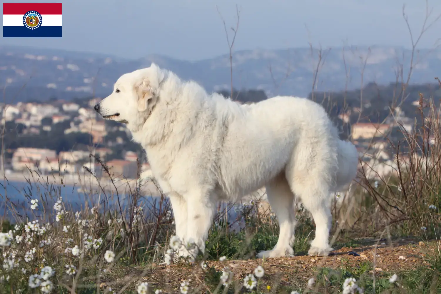 Pyrenean Mountain Dog puppies and breeders Missouri Find Pyrenean Mountain Dog breeders in Missouri.