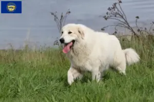 Read more about the article Pyrenean Mountain Dog Breeders and Puppies in Nebraska