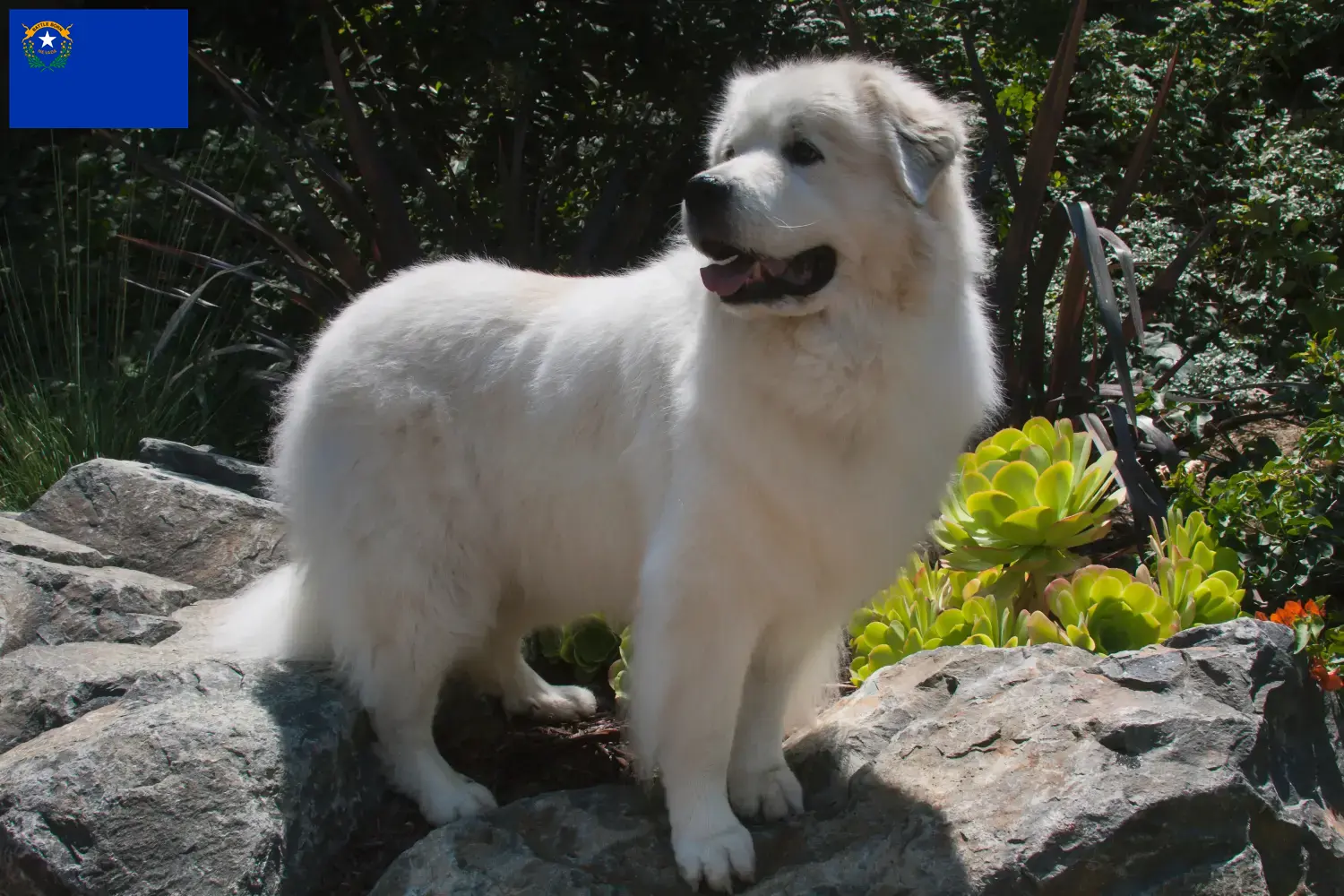 Pyrenean Mountain Dog puppies and breeders Nevada Find Pyrenean Mountain Dog breeders in Nevada.