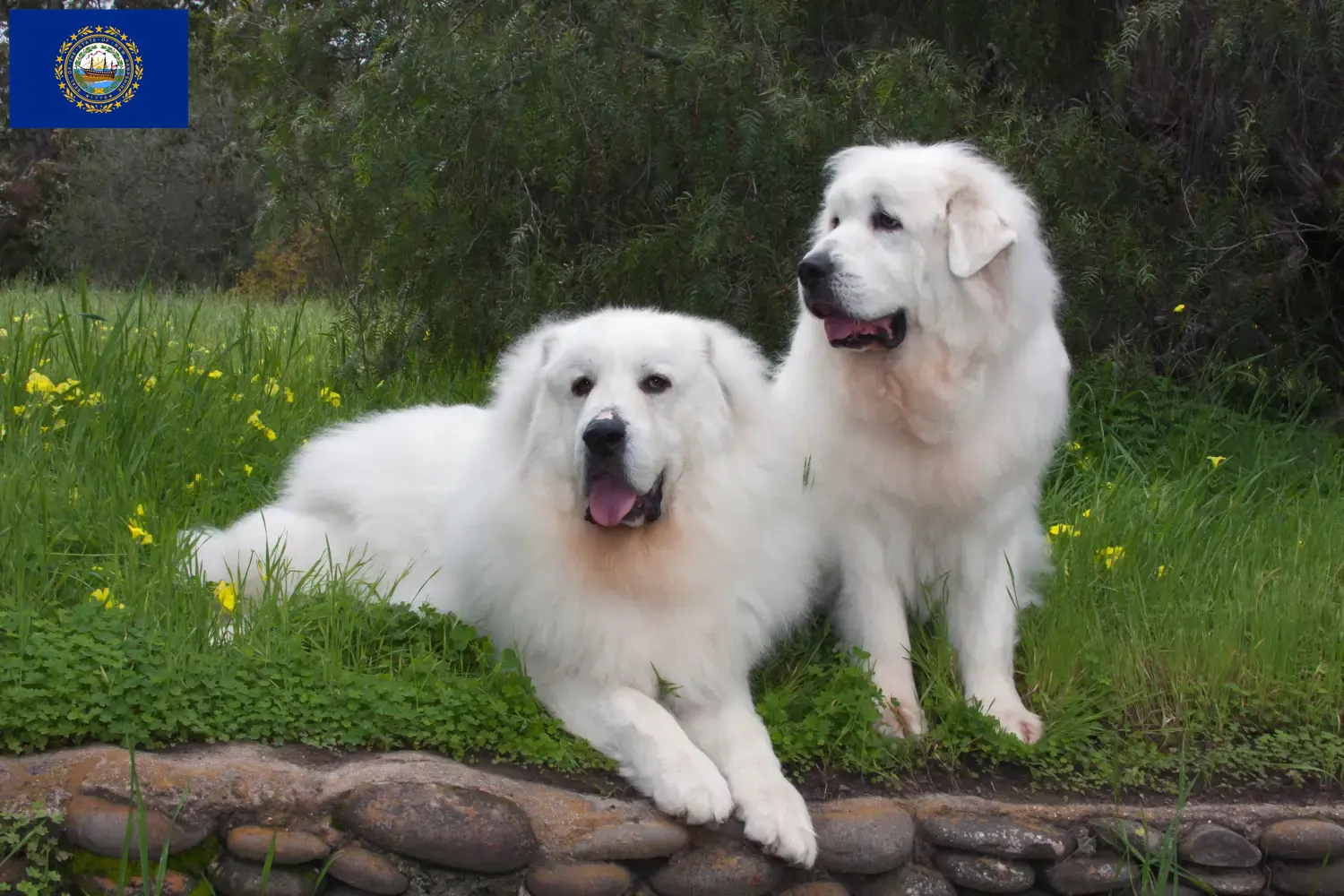 Pyrenean Mountain Dog Puppies and Breeder New Hampshire Find Pyrenean Mountain Dog breeders in New Hampshire.