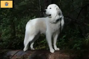 Read more about the article Pyrenean Mountain Dog Breeder and Puppies in New Jersey