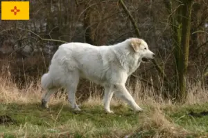 Read more about the article Pyrenean Mountain Dog Breeders and Puppies in New Mexico