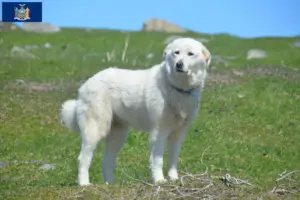 Read more about the article Pyrenean Mountain Dog Breeder and Puppies in New York