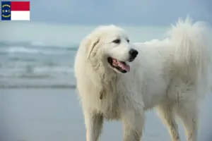 Read more about the article Pyrenean Mountain Dog Breeders and Puppies in North Carolina