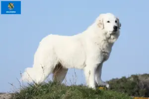 Read more about the article Pyrenean Mountain Dog Breeders and Puppies in Oklahoma