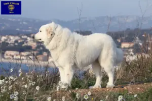 Read more about the article Pyrenean Mountain Dog Breeders and Puppies in Oregon