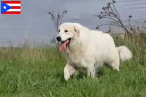 Read more about the article Pyrenean Mountain Dog Breeder and Puppies in Puerto Rico