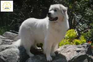 Read more about the article Pyrenean Mountain Dog Breeders and Puppies in Rhode Island