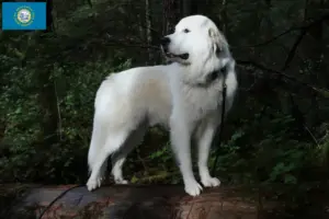 Read more about the article Pyrenean Mountain Dog Breeders and Puppies in South Dakota