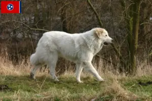 Read more about the article Pyrenean Mountain Dog Breeder and Puppies in Tennessee