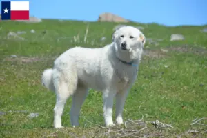 Read more about the article Pyrenean Mountain Dog Breeder and Puppies in Texas