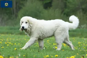 Read more about the article Pyrenean Mountain Dog Breeders and Puppies in Vermont