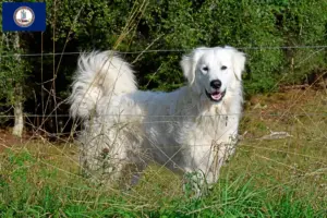 Read more about the article Pyrenean Mountain Dog Breeders and Puppies in Virginia