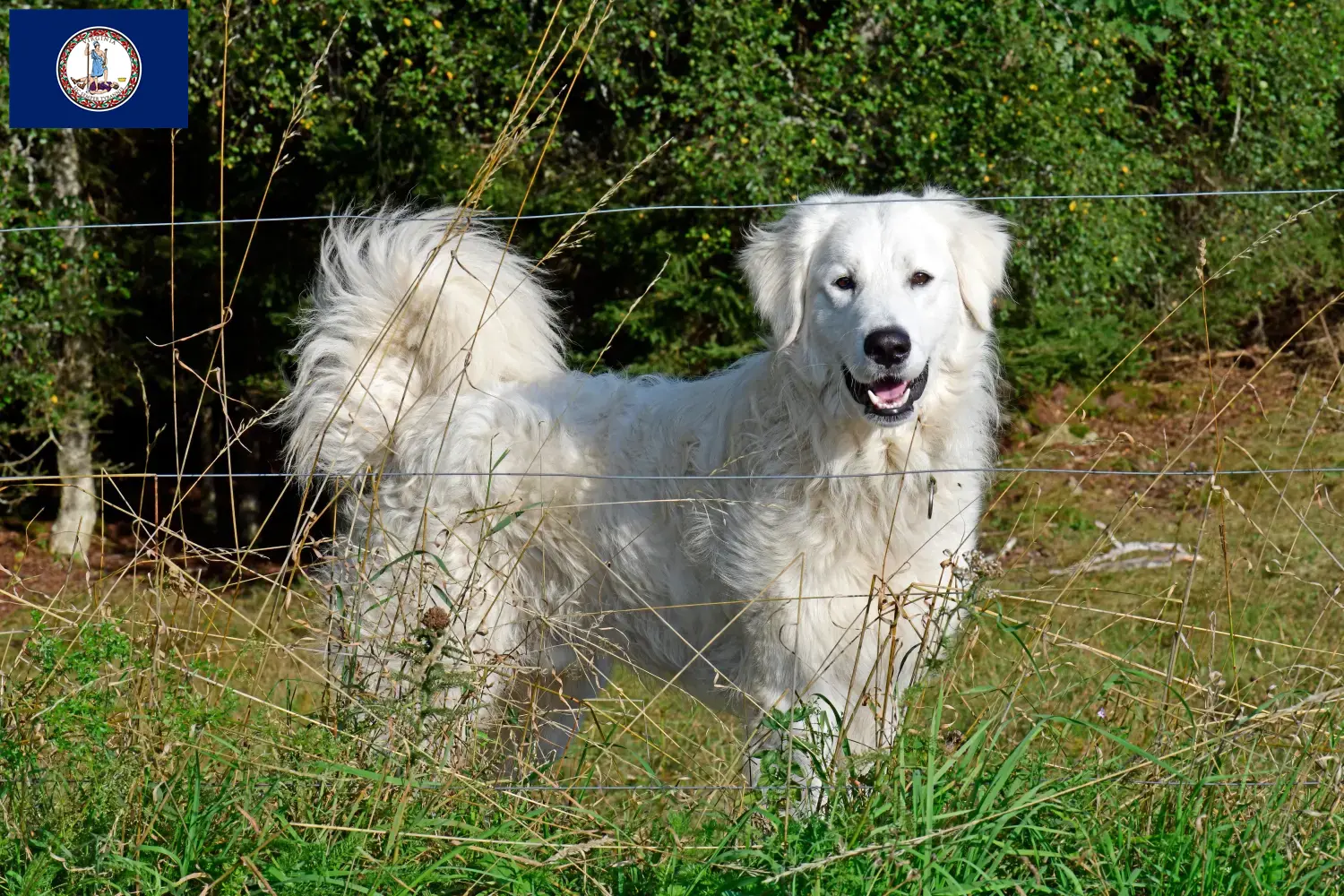 Pyrenean Mountain Dog puppies and breeder Virginia Find Pyrenean Mountain Dog breeders in Virginia.