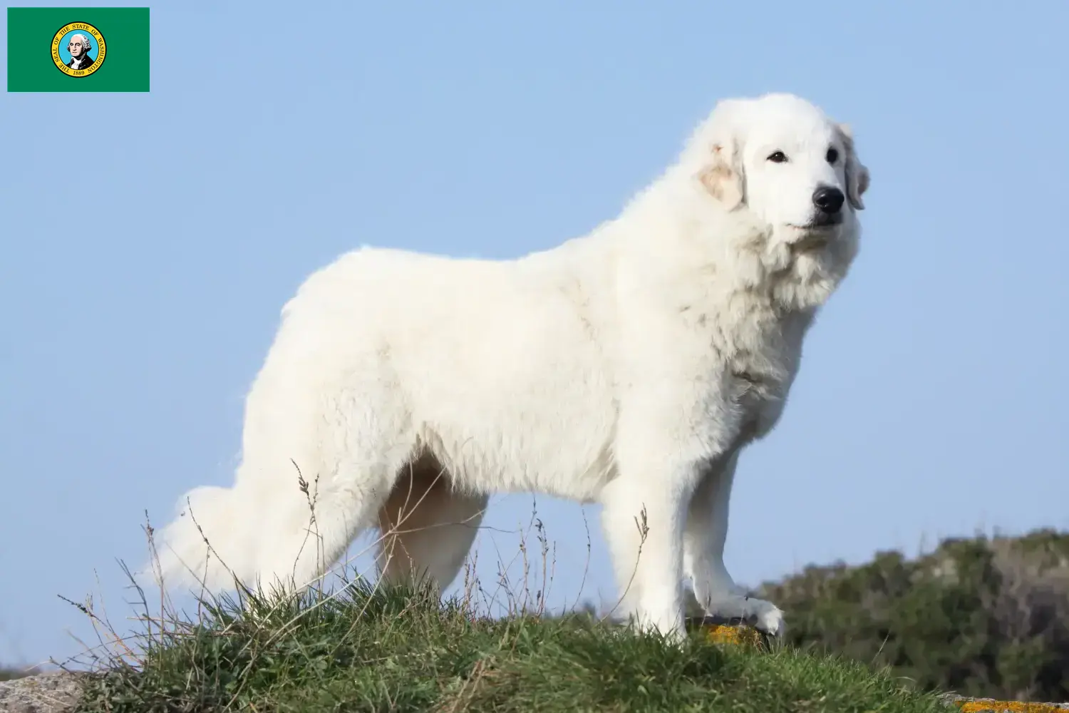 Pyrenean Mountain Dog puppies and breeders Washington Find Pyrenean Mountain Dog breeders in Washington here.