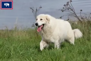 Read more about the article Pyrenean Mountain Dog Breeders and Puppies in Wyoming