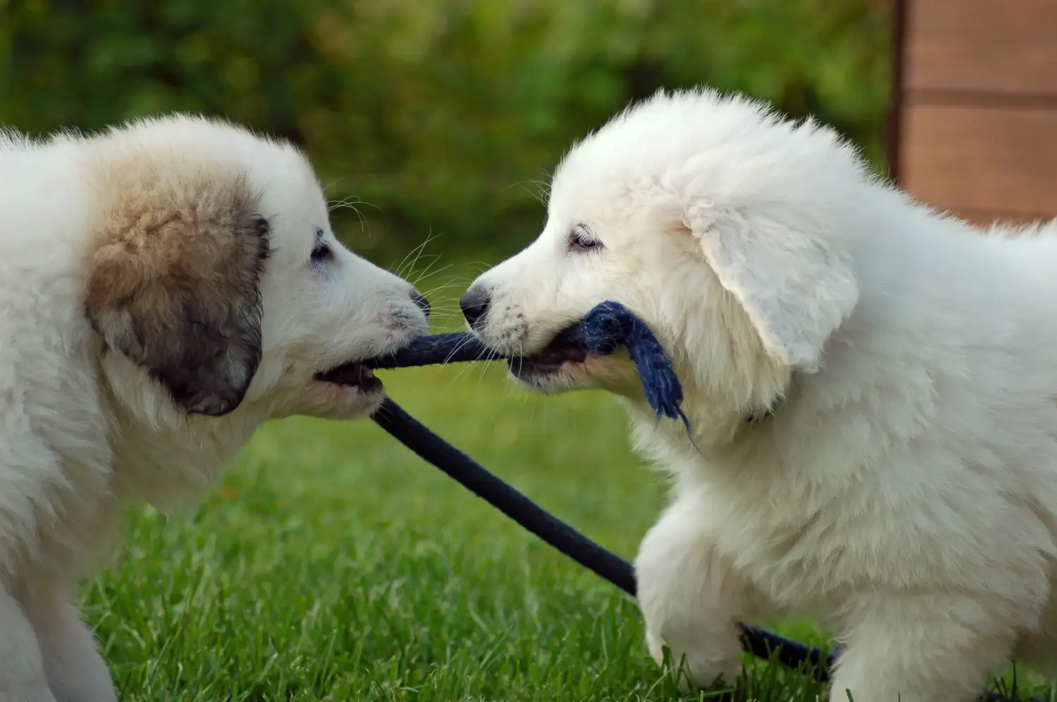 Buying a Pyrenean Mountain Dog puppy means taking responsibility! Buy Pyrenean Mountain Dog puppies.