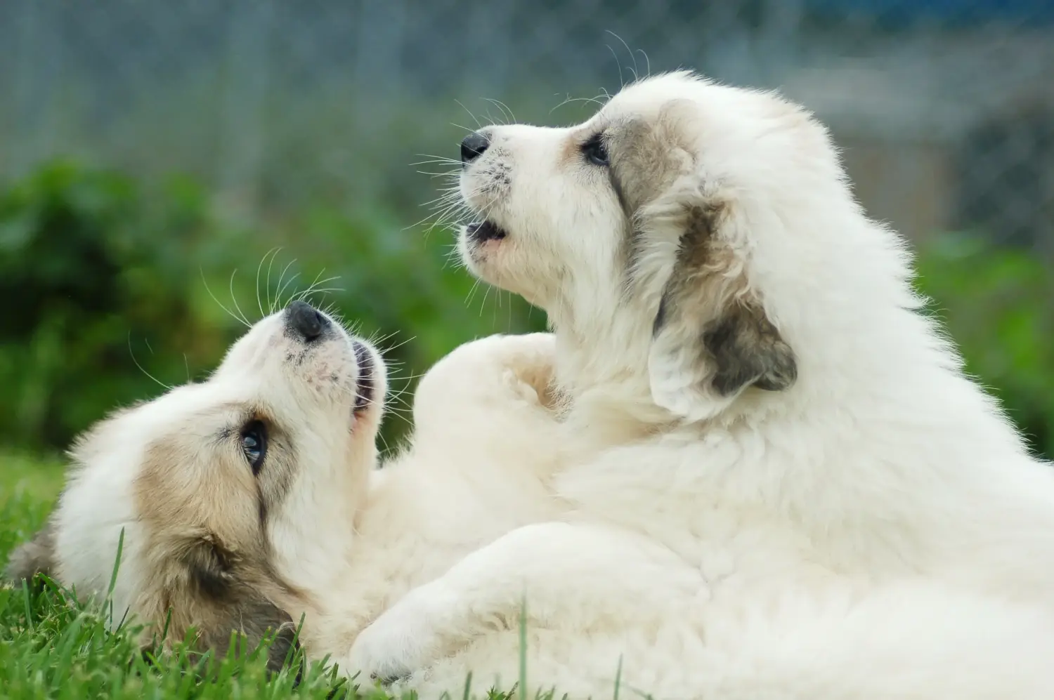 Buying a Pyrenean Mountain Dog puppy means taking responsibility! Buy Pyrenean Mountain Dog puppies.